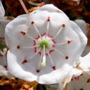 Mountain-Laurel